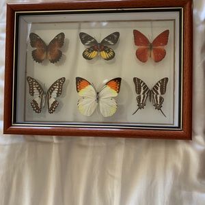 Filipino Butterfly Collection